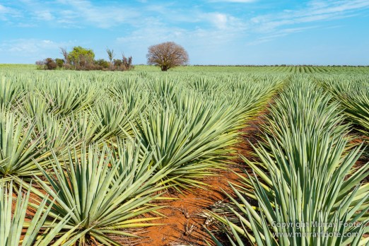 Alluaudia Procera, Berenty, Chameleons, Flatid Leaf Bugs, Landscape, Madagascar, Nature, Photography, Ringtailed Lemur, Spiny Forest, Sportive Lemur, Travel, Wildlife, Yellow-billed Kite