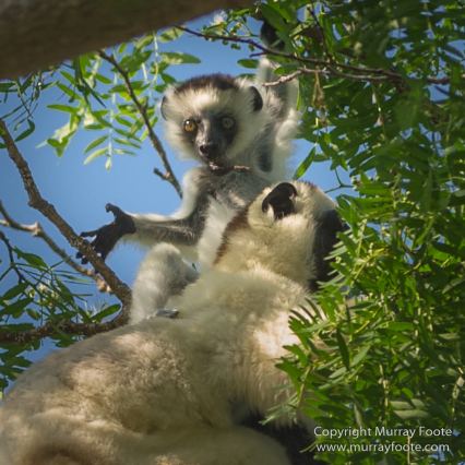 Birds, Kirindy, Landscape, Lemurs, Madagascar, Nature, Photography, Travel, Verraux's Sifaka, Wildlife