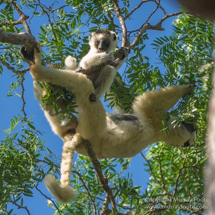 Birds, Kirindy, Landscape, Lemurs, Madagascar, Nature, Photography, Travel, Verraux's Sifaka, Wildlife