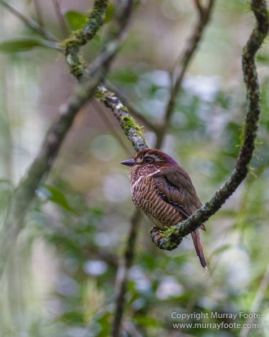 Gecko, Ground Roller, Landscape, Madagascar, Mantadia, Nature, Photography, Street photography, Travel, Wilderness, Wildlife