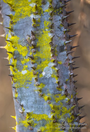 Berenty, Landscape, Madagascar, Nature, Photography, Spiny Forest, Travel, Verraux's Sifaka, Wildlife