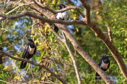 Aldabra tortoise, Berenty, Landscape, Madagascar, Nature, Nile crocodile, Photography, Red fronted lemur, Ringtailed Lemur, Spiny Forest, Sportive Lemur, Travel, Verraux's Sifaka, Wildlife, Yellow-billed Kite