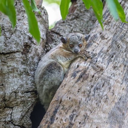 Aldabra tortoise, Berenty, Landscape, Madagascar, Nature, Nile crocodile, Photography, Red fronted lemur, Ringtailed Lemur, Spiny Forest, Sportive Lemur, Travel, Verraux's Sifaka, Wildlife, Yellow-billed Kite
