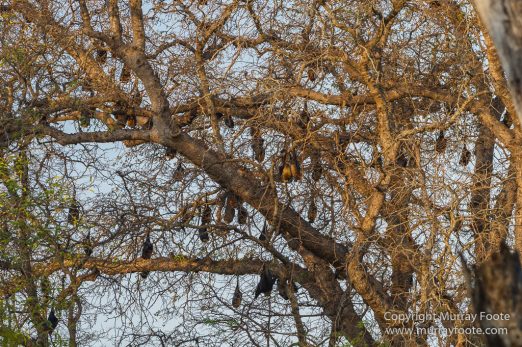 Aldabra tortoise, Berenty, Landscape, Madagascar, Nature, Nile crocodile, Photography, Red fronted lemur, Ringtailed Lemur, Spiny Forest, Sportive Lemur, Travel, Verraux's Sifaka, Wildlife, Yellow-billed Kite