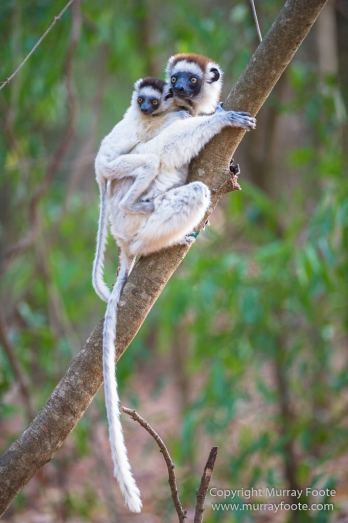 Aldabra tortoise, Berenty, Landscape, Madagascar, Nature, Nile crocodile, Photography, Red fronted lemur, Ringtailed Lemur, Spiny Forest, Sportive Lemur, Travel, Verraux's Sifaka, Wildlife, Yellow-billed Kite