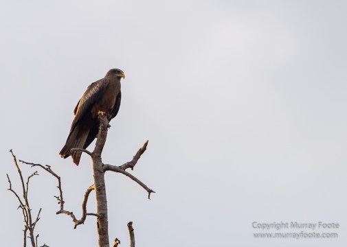 Alluaudia Procera, Berenty, Chameleons, Flatid Leaf Bugs, Landscape, Madagascar, Nature, Photography, Ringtailed Lemur, Spiny Forest, Sportive Lemur, Travel, Wildlife, Yellow-billed Kite