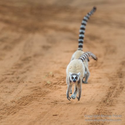 Alluaudia Procera, Berenty, Chameleons, Flatid Leaf Bugs, Landscape, Madagascar, Nature, Photography, Ringtailed Lemur, Spiny Forest, Sportive Lemur, Travel, Wildlife, Yellow-billed Kite