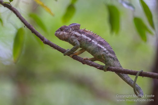 Alluaudia Procera, Berenty, Chameleons, Flatid Leaf Bugs, Landscape, Madagascar, Nature, Photography, Ringtailed Lemur, Spiny Forest, Sportive Lemur, Travel, Wildlife, Yellow-billed Kite