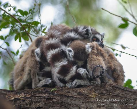 Alluaudia Procera, Berenty, Chameleons, Flatid Leaf Bugs, Landscape, Madagascar, Nature, Photography, Ringtailed Lemur, Spiny Forest, Sportive Lemur, Travel, Wildlife, Yellow-billed Kite