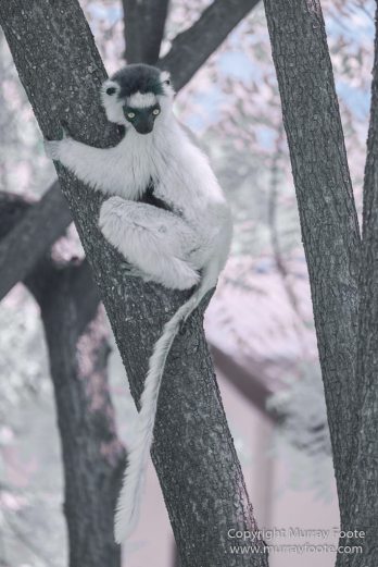 Berenty, Infrared, Landscape, Madagascar, Nature, Photography, Ringtailed Lemur, Travel, Wildlife
