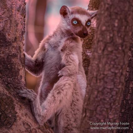 Berenty, Infrared, Landscape, Madagascar, Nature, Photography, Ringtailed Lemur, Travel, Wildlife