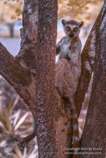 Berenty, Infrared, Landscape, Madagascar, Nature, Photography, Ringtailed Lemur, Travel, Wildlife