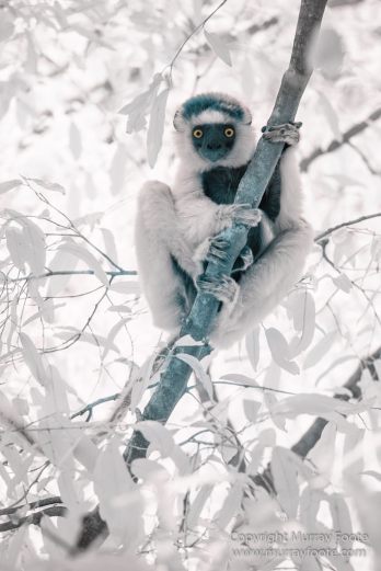 Berenty, Infrared, Landscape, Madagascar, Nature, Photography, Ringtailed Lemur, Travel, Wildlifet