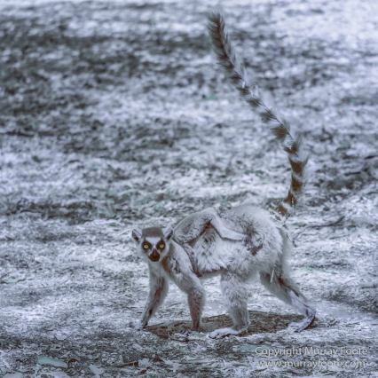 Berenty, Infrared, Landscape, Madagascar, Nature, Photography, Ringtailed Lemur, Travel, Wildlife