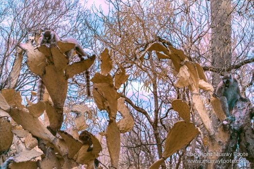 Berenty, Chameleons, Infrared, Landscape, Madagascar, Nature, Photography, Ringtailed Lemur, Spiny Forest, Travel, Wildlife