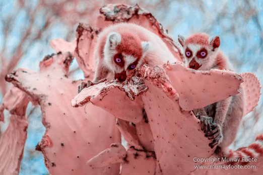 Berenty, Chameleons, Infrared, Landscape, Madagascar, Nature, Photography, Ringtailed Lemur, Spiny Forest, Travel, Wildlife