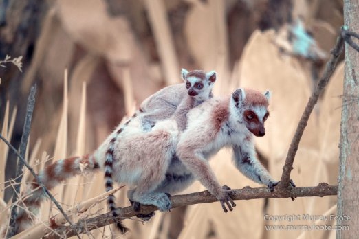 Berenty, Chameleons, Infrared, Landscape, Madagascar, Nature, Photography, Ringtailed Lemur, Spiny Forest, Travel, Wildlife