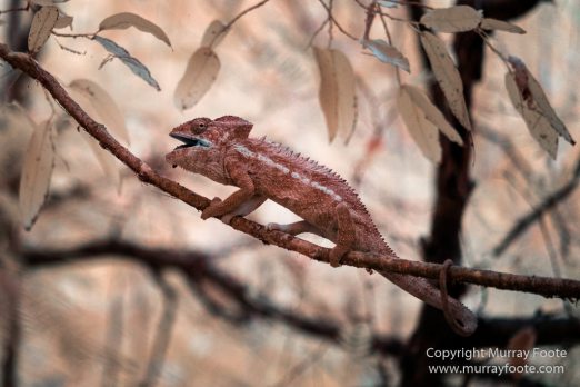 Berenty, Chameleons, Infrared, Landscape, Madagascar, Nature, Photography, Ringtailed Lemur, Spiny Forest, Travel, Wildlife