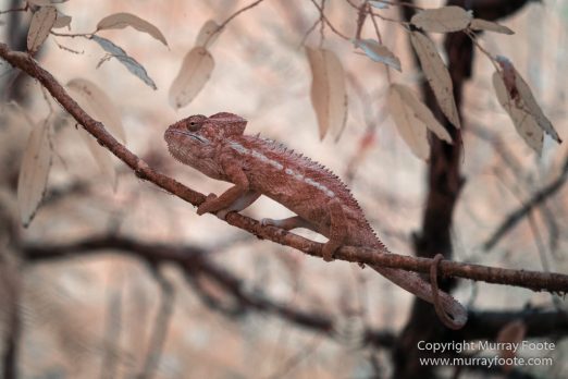 Berenty, Chameleons, Infrared, Landscape, Madagascar, Nature, Photography, Ringtailed Lemur, Spiny Forest, Travel, Wildlifet