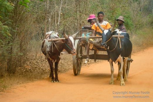 Avenue of the Baobabs, Baobabs, Carts, Kirindy, Landscape, Madagascar, Morondava, Nature, Photography, Travel, Wildlife, Zebu