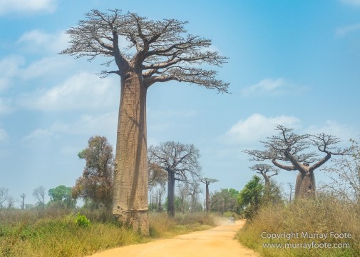 Avenue of the Baobabs, Baobabs, Carts, Kirindy, Landscape, Madagascar, Morondava, Nature, Photography, Travel, Wildlife, Zebu