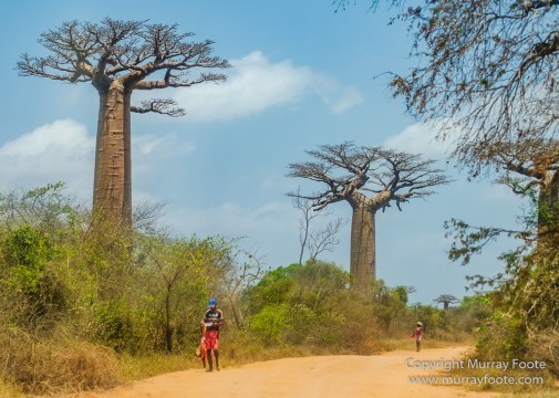 Avenue of the Baobabs, Baobabs, Carts, Kirindy, Landscape, Madagascar, Morondava, Nature, Photography, Travel, Wildlife, Zebu