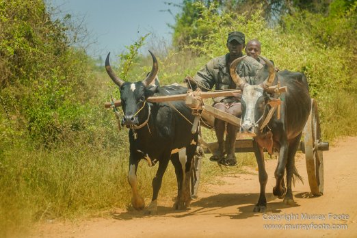 Avenue of the Baobabs, Baobabs, Carts, Kirindy, Landscape, Madagascar, Morondava, Nature, Photography, Travel, Wildlife, Zebu