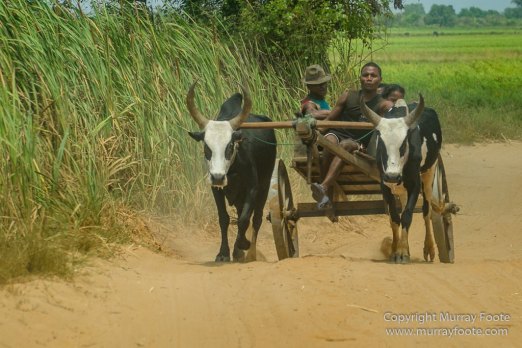Avenue of the Baobabs, Baobabs, Carts, Kirindy, Landscape, Madagascar, Morondava, Nature, Photography, Travel, Wildlife, Zebu
