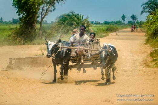 Avenue of the Baobabs, Baobabs, Carts, Kirindy, Landscape, Madagascar, Morondava, Nature, Photography, Travel, Wildlife, Zebu