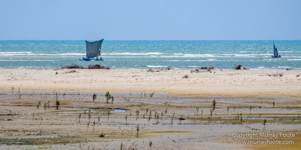 Avenue of the Baobabs, Baobabs, Carts, Kirindy, Landscape, Madagascar, Morondava, Nature, Photography, Travel, Wildlife, Zebu