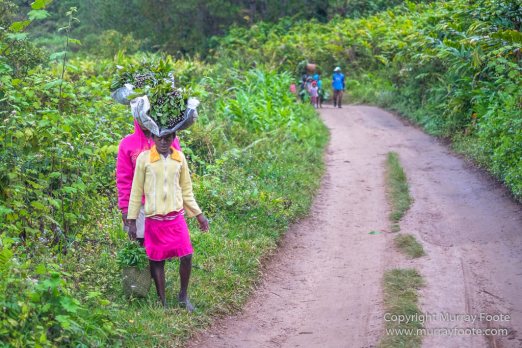 Gecko, Ground Roller, Landscape, Madagascar, Mantadia, Nature, Photography, Street photography, Travel, Wilderness, Wildlife