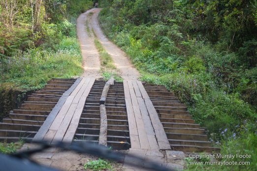 Gecko, Ground Roller, Landscape, Madagascar, Mantadia, Nature, Photography, Street photography, Travel, Wilderness, Wildlife