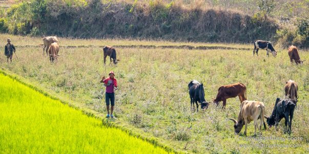 Andasibe, Antananarivo, Landscape, Madagascar, Photography, Street photography, Travel