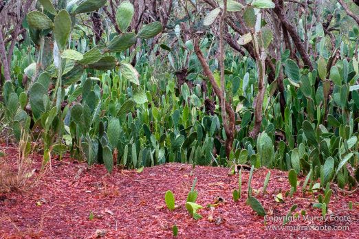 Alluaudia Procera, Berenty, Chameleons, Flatid Leaf Bugs, Landscape, Madagascar, Nature, Photography, Ringtailed Lemur, Spiny Forest, Sportive Lemur, Travel, Wildlife, Yellow-billed Kite