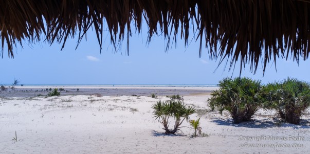 Avenue of the Baobabs, Baobabs, Carts, Kirindy, Landscape, Madagascar, Morondava, Nature, Photography, Travel, Wildlife, Zebu