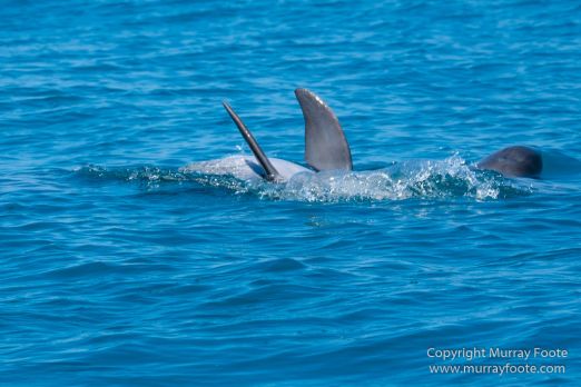Architecture, Boats, Landscape, Photography, seascape, Street photography, Travel, Wildlife