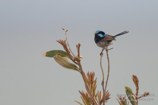 Australia, Landscape, Lighthouses, Nature, Photography, Point Hicks, seascape, Travel, Wilderness, Wildlife