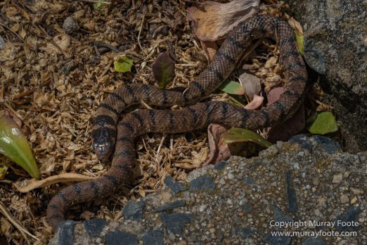 Australia, Landscape, Lighthouses, Nature, Photography, Point Hicks, seascape, Travel, Wilderness, Wildlife