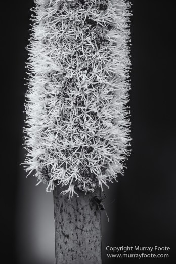 Australia, Black and White, Landscape, Lighthouses, Monochrome, Nature, Photography, Point Hicks, seascape, Travel, Wilderness