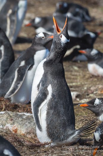 Aerial Photography, Falkland Islands, Gentoo Penguins, Landscape, Magellenic Penguin, Pebble Island, Penguins, Photography, Rockhopper Penguins, seascape, Skua, Travel