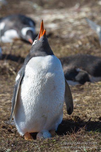 Aerial Photography, Falkland Islands, Gentoo Penguins, Landscape, Magellenic Penguin, Pebble Island, Penguins, Photography, Rockhopper Penguins, seascape, Skua, Travel