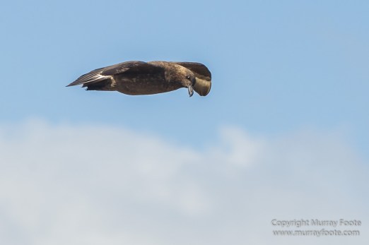 Aerial Photography, Falkland Islands, Gentoo Penguins, Landscape, Magellenic Penguin, Pebble Island, Penguins, Photography, Rockhopper Penguins, seascape, Skua, Travel