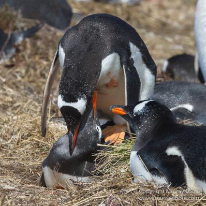 Aerial Photography, Falkland Islands, Gentoo Penguins, Landscape, Magellenic Penguin, Pebble Island, Penguins, Photography, Rockhopper Penguins, seascape, Skua, Travel