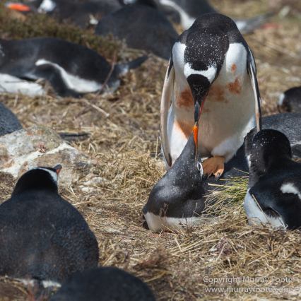 Aerial Photography, Falkland Islands, Gentoo Penguins, Landscape, Magellenic Penguin, Pebble Island, Penguins, Photography, Rockhopper Penguins, seascape, Skua, Travel