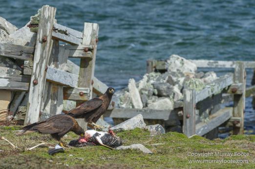 Cara cara, Falkland Islands, Giant Petrel, Landscape, Nature, Pebble Island, Photography, Rock Cormorant, seascape, Skua, Travel, Turkey vultures, Wilderness, Wildlife