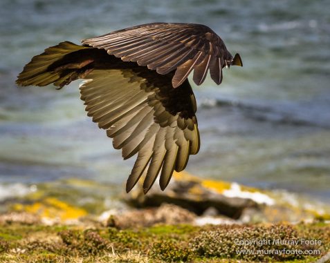 Cara cara, Falkland Islands, Giant Petrel, Landscape, Nature, Pebble Island, Photography, Rock Cormorant, seascape, Skua, Travel, Turkey vultures, Wilderness, Wildlife
