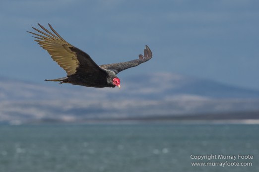 Cara cara, Falkland Islands, Giant Petrel, Landscape, Nature, Pebble Island, Photography, Rock Cormorant, seascape, Skua, Travel, Turkey vultures, Wilderness, Wildlife