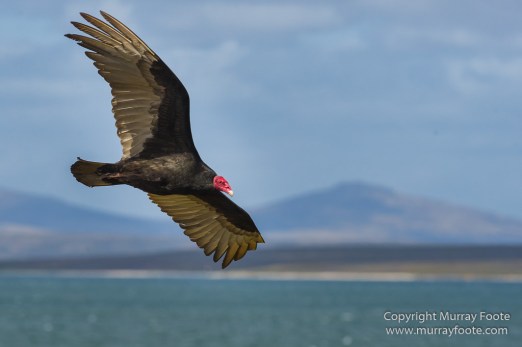 Cara cara, Falkland Islands, Giant Petrel, Landscape, Nature, Pebble Island, Photography, Rock Cormorant, seascape, Skua, Travel, Turkey vultures, Wilderness, Wildlife