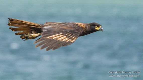Cara cara, Falkland Islands, Giant Petrel, Landscape, Nature, Pebble Island, Photography, Rock Cormorant, seascape, Skua, Travel, Turkey vultures, Wilderness, Wildlife