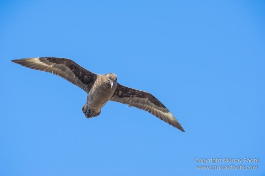 Cara cara, Falkland Islands, Giant Petrel, Landscape, Nature, Pebble Island, Photography, Rock Cormorant, seascape, Skua, Travel, Turkey vultures, Wilderness, Wildlife